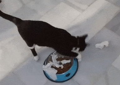 なぜ、猫はうんちburyingアクション次に食品?