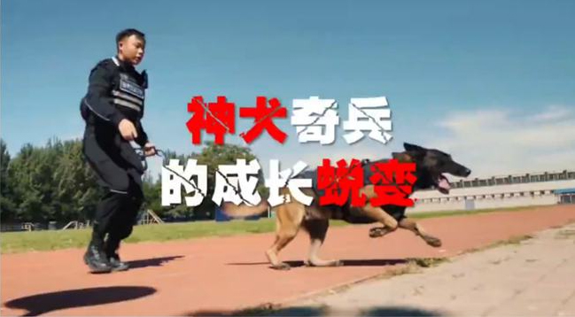 Sinogeneとクローン化された警察犬