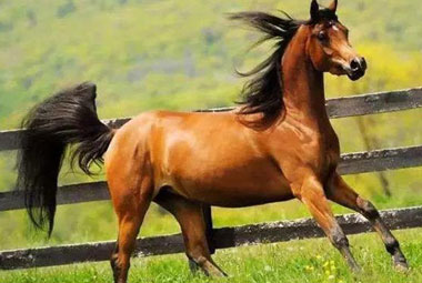 クローニング馬会社-sinogene役立ち馬繁殖