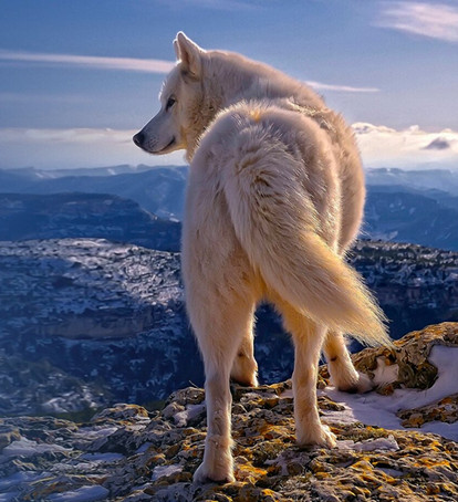 世界最初の北極オオカミ